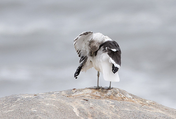 Kelp gull - Skeleton coast