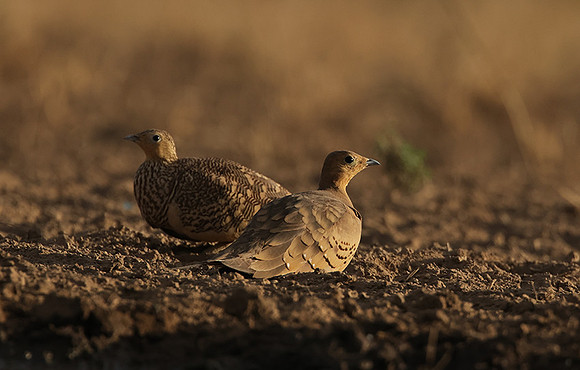 Chestnut-bellied sandgrouse - Shompole