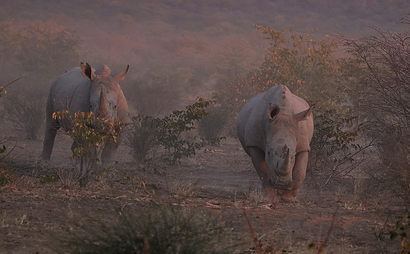 White rhinos  -  Ongava Private Reserve