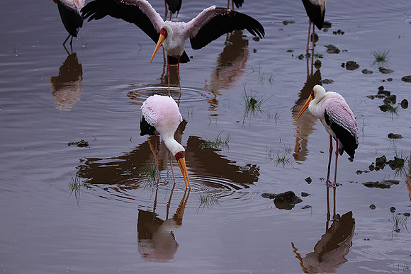 Yellow-billes storks - Lake Nakuru