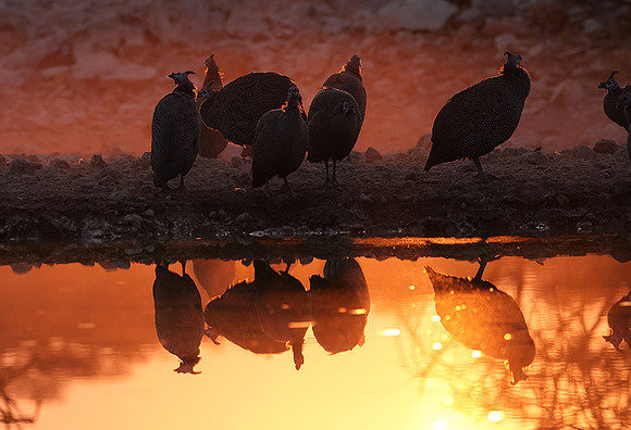 Helmeted guineafowl - Ongava Private Reserve