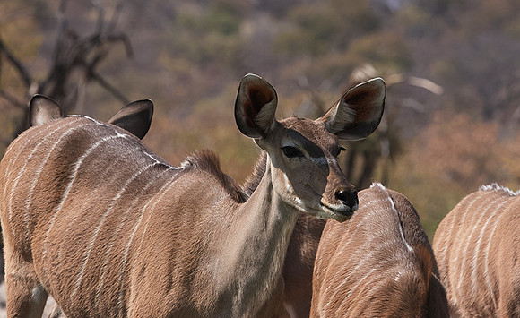 Onguma Private Reserve
