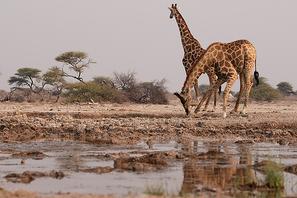 Onguma Private Reserve