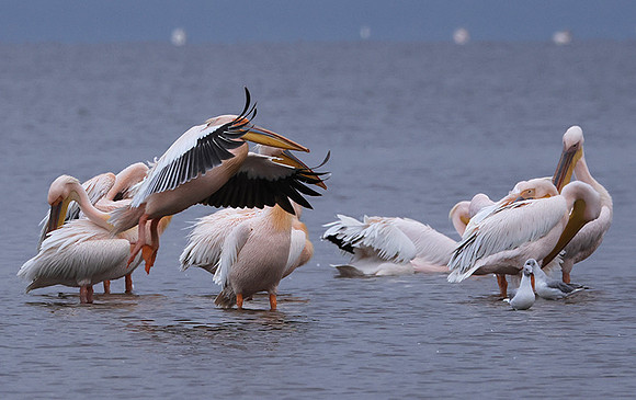 Lake Nakuru