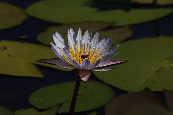 Lotus flowers - Botswana