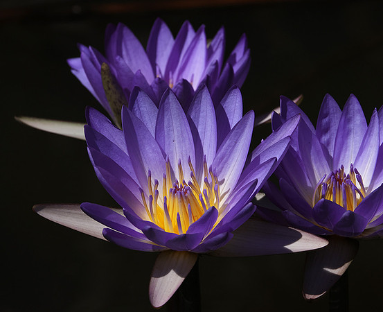 Lotus flowers - Botswana