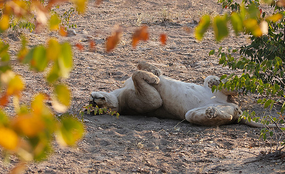 Ongava Private Reserve
