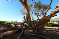 Damaraland