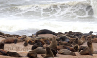 Cape fur seals - Skeleton coast