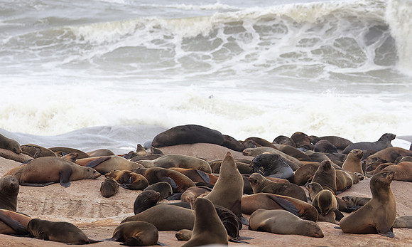 Cape fur seals - Skeleton coast