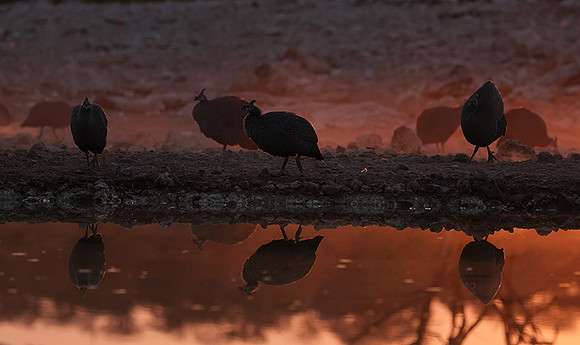 Helmeted guineafowl - Ongava Private Reserve