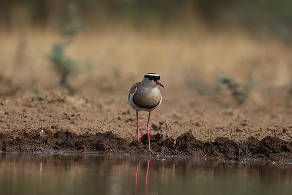 Crowned lapwing - Shompole