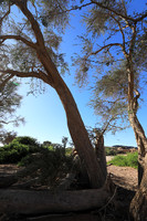 Damaraland