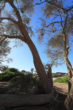 Damaraland