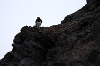 Martial eagle - Hoanib river bed
