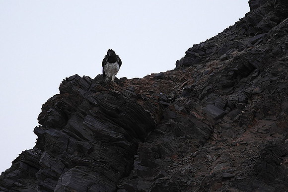 Martial eagle - Hoanib river bed