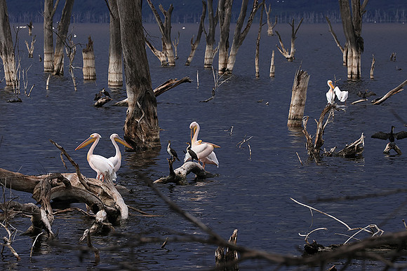 Lake Nakuru