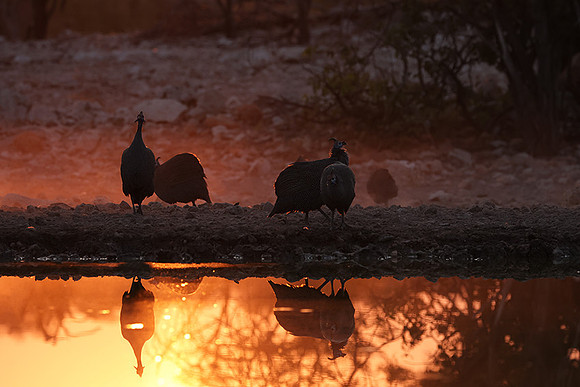 Helmeted guineafowl - Ongava Private Reserve