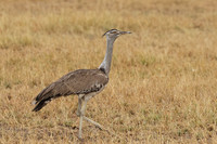 Kori bustard - Shompole