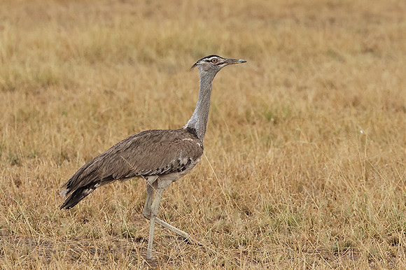 Kori bustard - Shompole