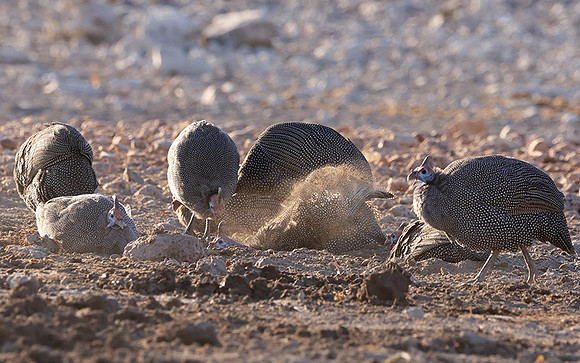 Helmeted guineafowl - Ongava Private Reserve