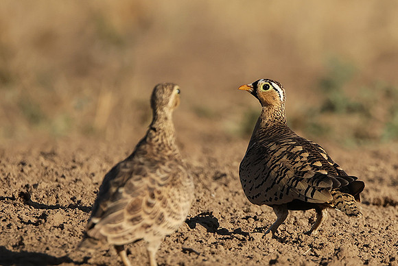 Black-faced sangrouses - Shompole