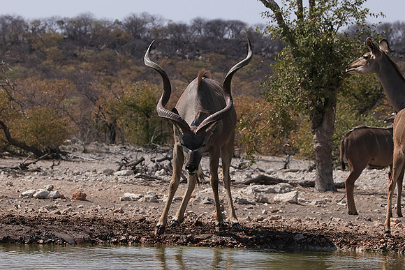Onguma Private Reserve