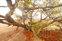 Hoanib river bed