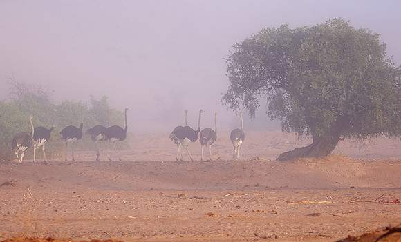Damaraland