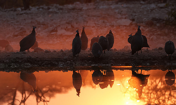 Helmeted guineafowl - Ongava Private Reserve
