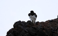 Martial eagle - Hoanib river bed