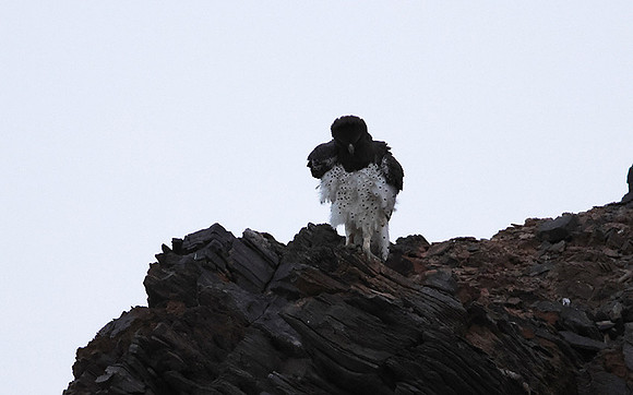 Martial eagle - Hoanib river bed