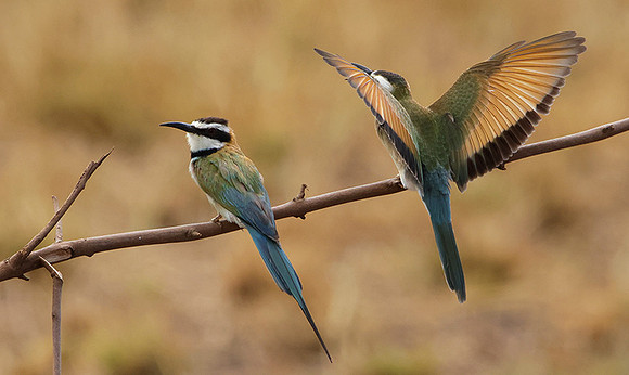 White-throated bee-eater - Shompole