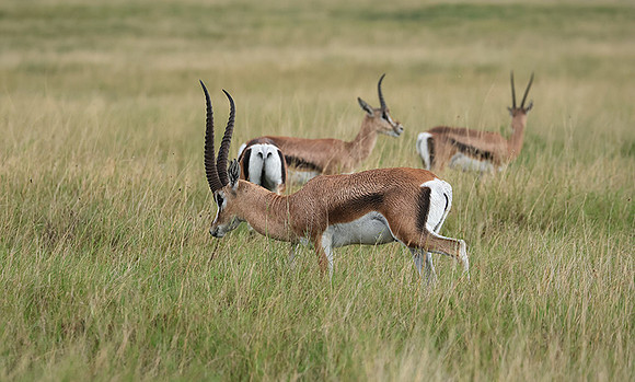 Borana