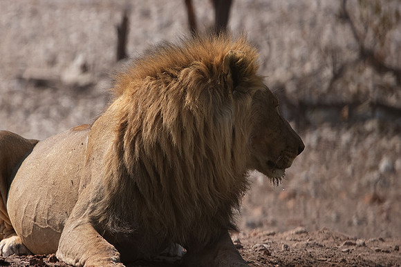 Ongava Private Reserve