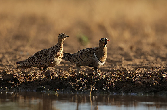 Black-faced sangrouses - Shompole