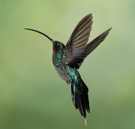 Green hermit