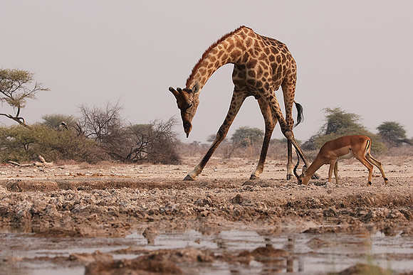 Onguma Private Reserve