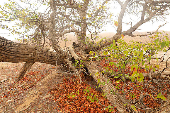 Hoanib river bed