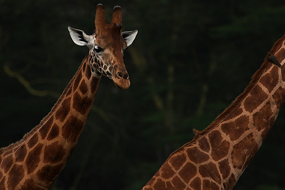 Lake Nakuru NP