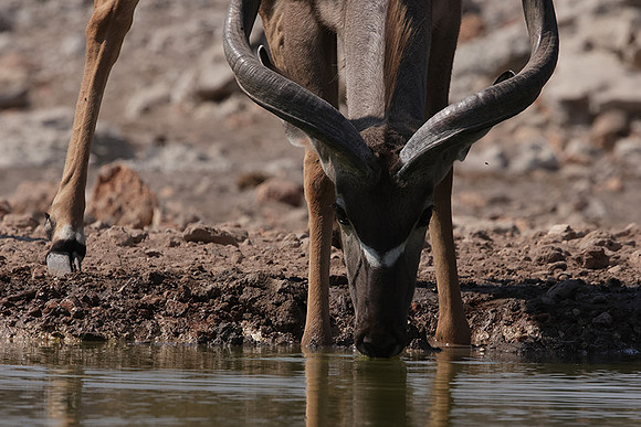 Onguma Private Reserve