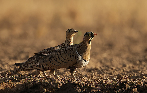 Black-faced sangrouses - Shompole