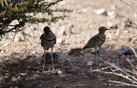 Double-banded courser - Tau Pan