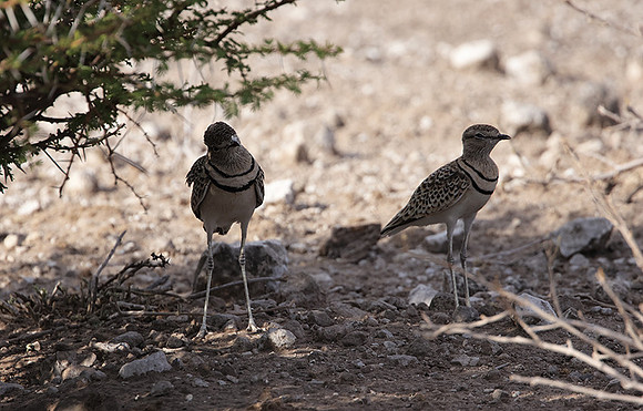 Double-banded courser - Tau Pan