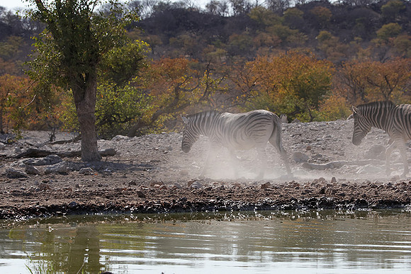 Burchell's zebra - Ongava Private Reserve