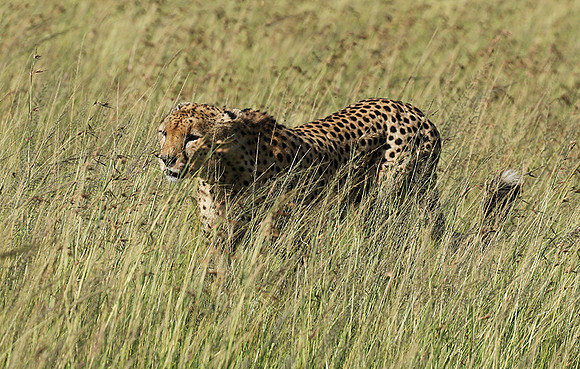 Serengeti - Grumeti Private Reserve