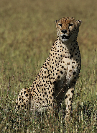 Serengeti - Grumeti Private Reserve