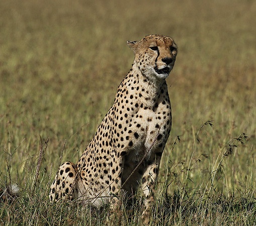 Serengeti - Grumeti Private Reserve