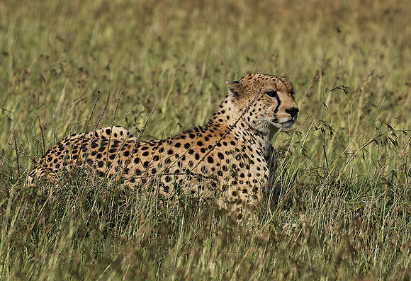 Serengeti - Grumeti Private Reserve