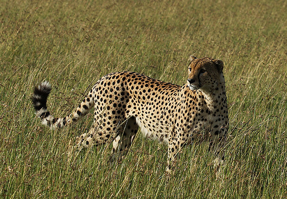 Serengeti - Grumeti Private Reserve